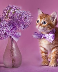 An orange tabby with a lavender colored bow around its neck is standing next to a vase with lavender colored flowers on a lavender foreground.