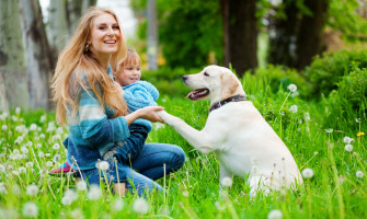 A young woman in a blue sweater is holding her daughter and the paw of their labrador retriever in a dandelion laden field.