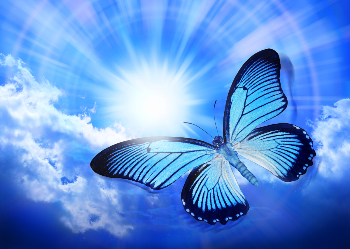 A Blue Butterfly is in suspended motion flying against a dark blue sky.