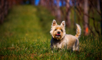 Oscar, a middle aged Cairn Terrier, is seen enjoying a beautiful Virginia day in the grape vineyard.