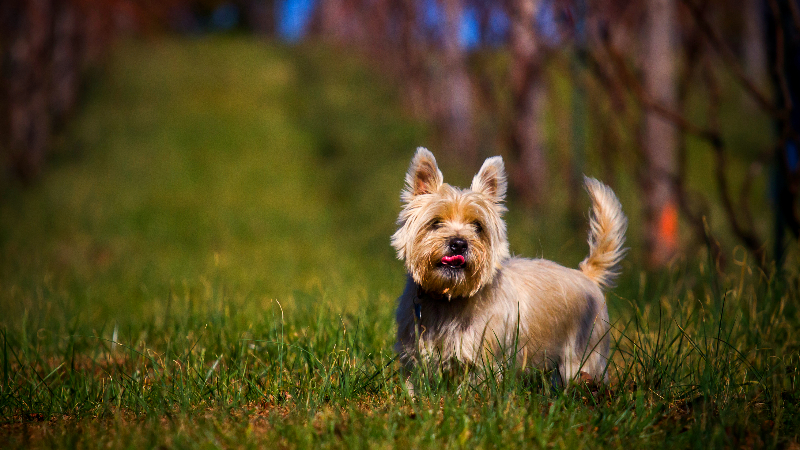 Oscar, a middle aged Cairn Terrier, is seen enjoying a beautiful Virginia day in the grape vineyard.