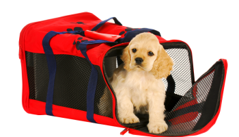 A Cocker Spaniel puppy is sitting at the entrance of a red and blue safety car carrier with a zippered front.