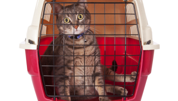 A grey tabby cat is sitting inside of a purple and white cat carrier.