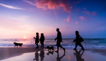 People are silhouetted on the beach with their pets against a rose colored sunset.