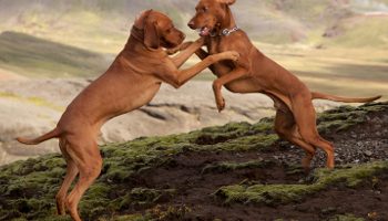 A pair of adult Vizslas are playing on some rough looking terrain in the mountains.