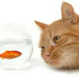 A buff colored striped tabby is staring intently at a goldfish in a small fish bowl.