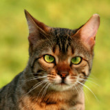 A grey striped tiger cat is sitting on a lawn during a summer morning.