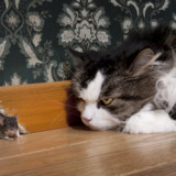 A long-haired black and white cat is eyeing a mouse trying to leave its home.