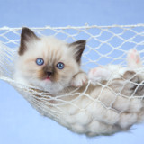 A blue eyed Himalayan kitten is lounging in a miniature pet hammock.