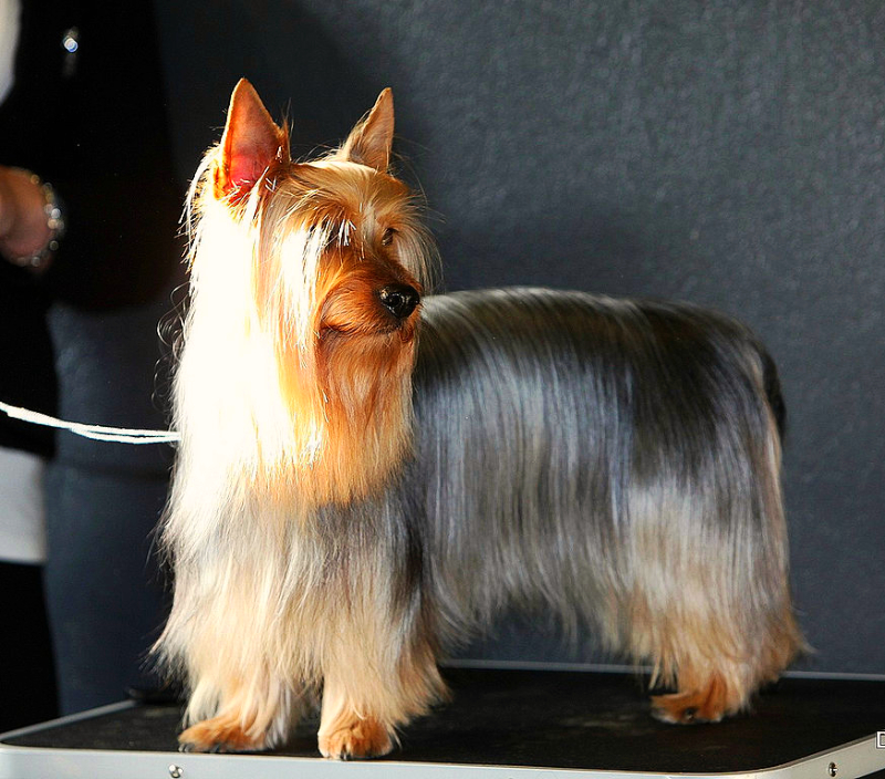 A beautifully groomed Silky Terrier is standing on a show table with a white lead hanging from its neck.