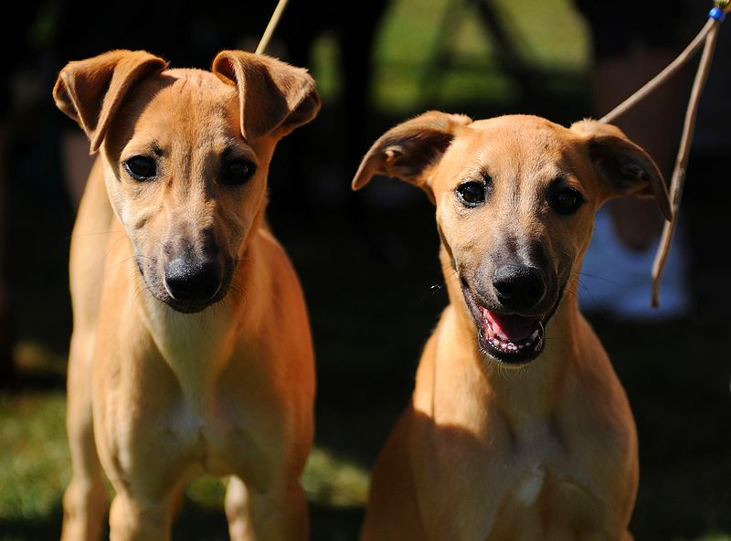 A pair of tan Whippet dogs are standing together on a bright spring day.