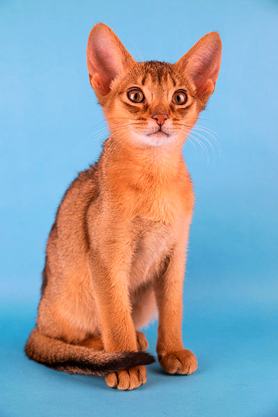 A young Abyssinian cat is posing against a sky blue background.