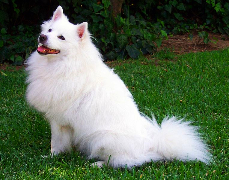 An adult American Eskimo is sitting on a green lawn during a late summer afternoon.