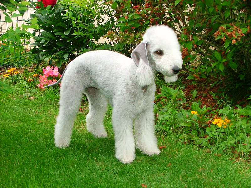 A beautifully groomed white Bedlington Terrier is standing on a lawn in front of a summer flower garden.