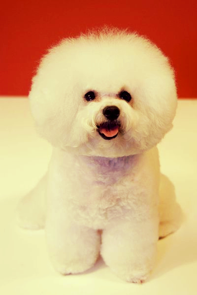 A beautifully groomed Bichon Frise is sitting on a white surface with a red background.