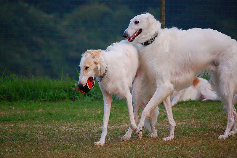 A pair of white and tan Borzoi dogs are walking along a lawn. One of the dogs has a red and black ball in its mouth.