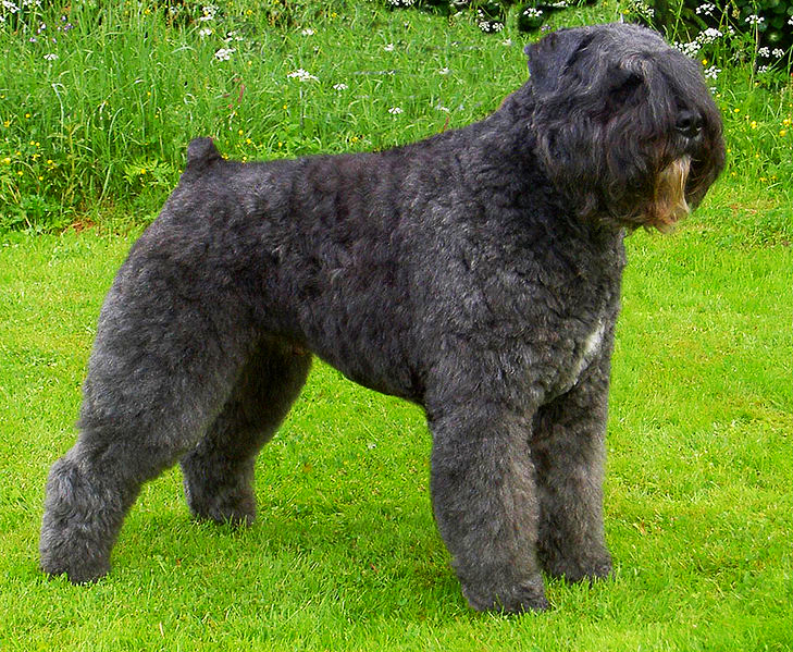 A large, well groomed Bouvier des Flandres is standing at attention on a green lawn during mid summer.