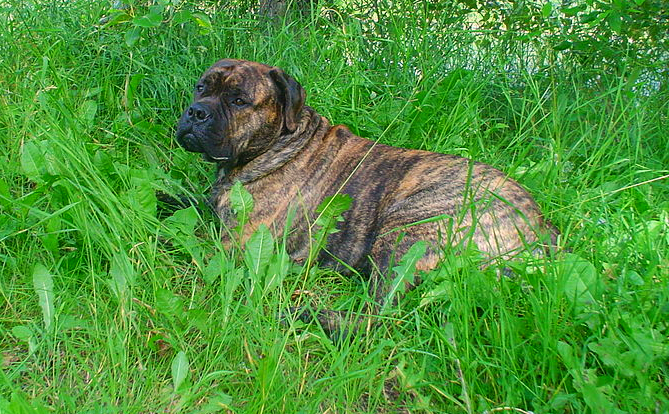 A brindle colored Bullmastiff is taking it easy while lounging in some greenery during a summer afternoon.
