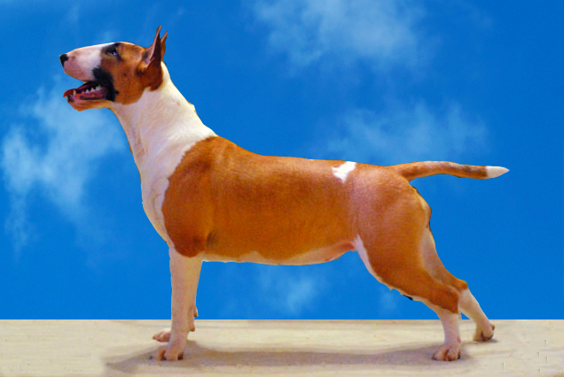 A tan and white Staffordshire Bull Terrier is standing on a tan hard surface with a blue sky background in the background.