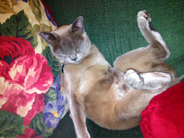 Colorful artwork of a sleeping Burmese cat wedged between a red flowered pattern pillow and a red pillon while sleeping on a light green sofa.