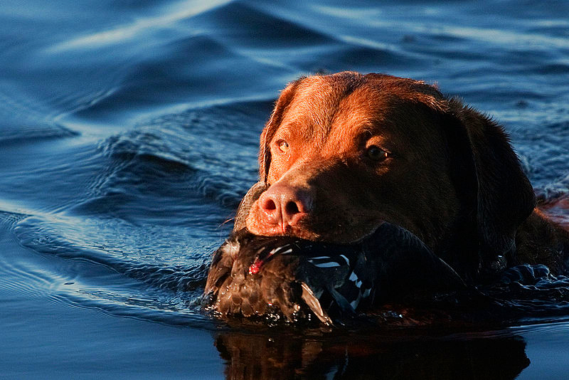 A Chesapeake Bay Retriever is gently carrying a bird in its mouth while trolling to shore while in the water.