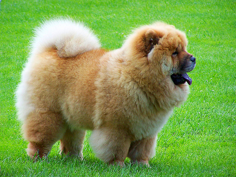 A beautifully groomed tan Chow Chow is standing on a dark green lawn in summer.