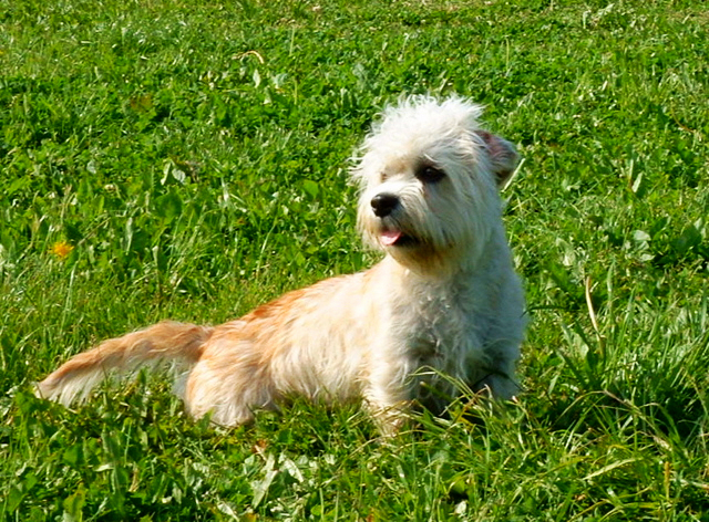 A young, buff colored Dandie Dinmont is sitting on a bed of grass on a summer afternoon.