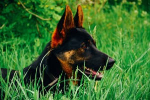 A black and tan German Shepherd is sitting in tall grass.