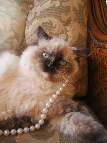 A Himalayan decked out in pearls is lounging on a loveseat made just for it!