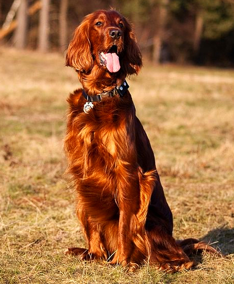 A beautifully groomed Irish Setter is sitting in a field during an early autumn afternoon.