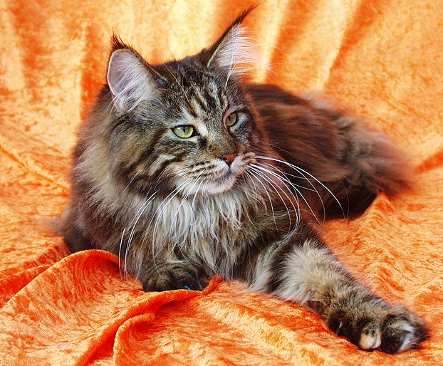 A Grey and White Maine Coon Cat is posing on an orange/peach colored sheet.