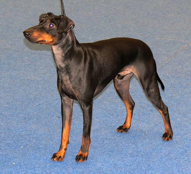 A black and tan Manchester Terrier is standing at attention on a light blue wool rug.