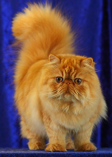 A red mackerel Persian is posing for the camera against a royal blue background.