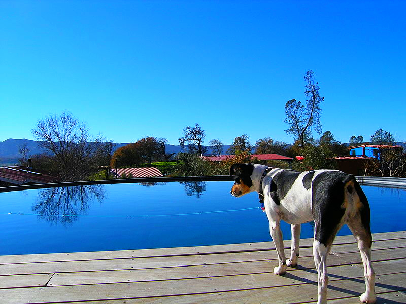 A Rat Terrier is standing on a wooden deck overlooking an infinity swimming pool in California on a beautful summer afternoon.
