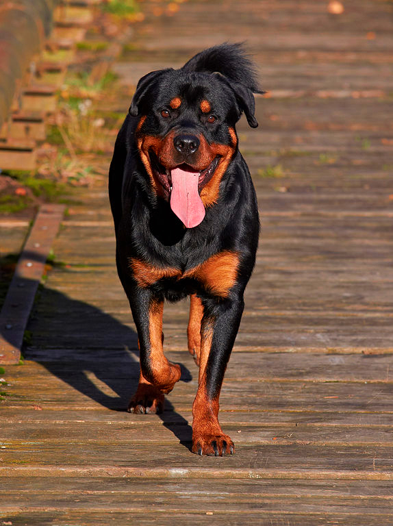 Risky breeds of dogs are those that are known to bite or have the potential to hurt humans.