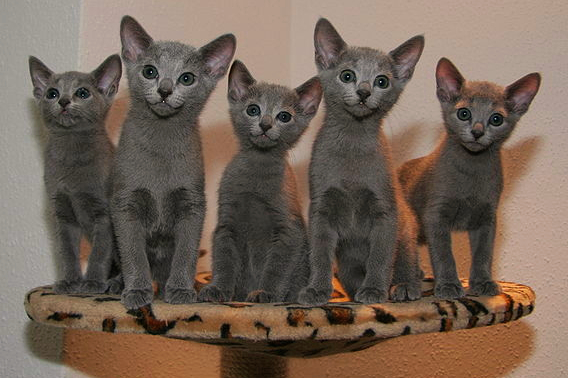 A litter of young Russian Blue kittens are sitting on a cat perch against a white wall.