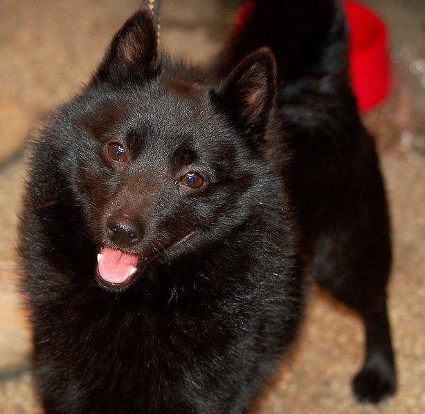 A close up of a very active little Schipperke dog.