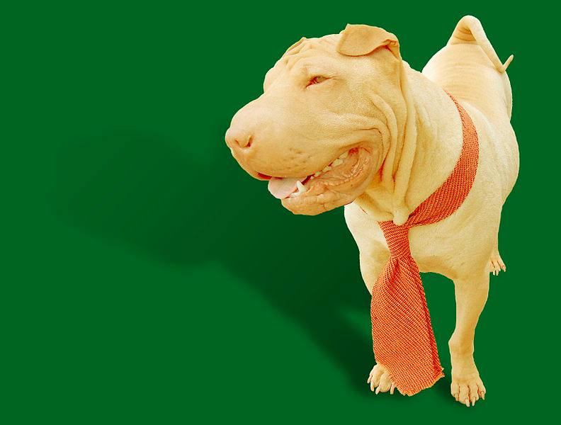 A dilute colored Chinese Shar-Pei with a reddish neck tie around its neck is portrayed against a emerald green backdrop.