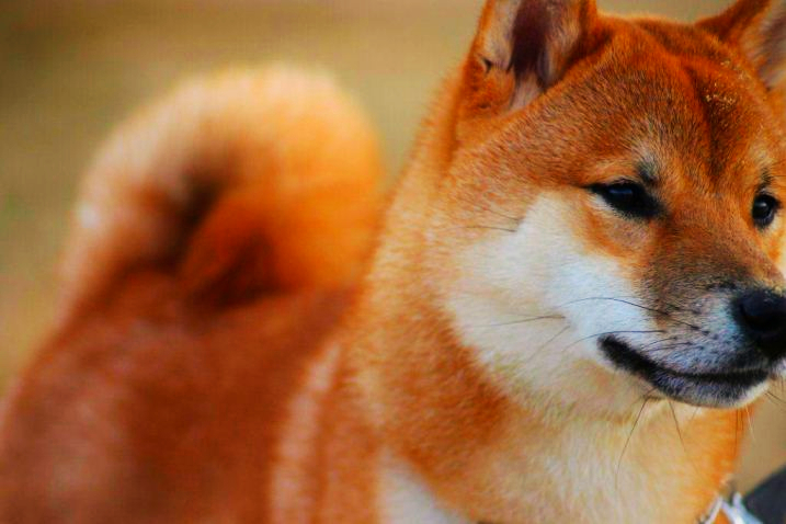 A beautiful rust colored Shiba Inu is staring ahead while outdoors.
