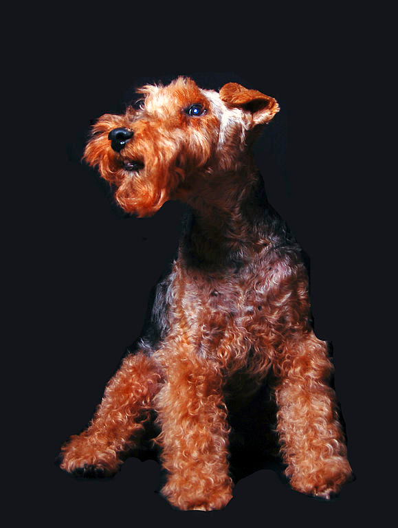 A Champion Welsh Terrier of 2001-2002 poses with stature against a black background.