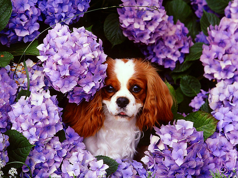 The Cavalier King Charles Spaniel is a toy breed with a big heart and loves being around people.