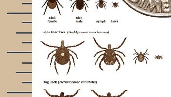 A drawing showing the relative sizes of the different stages of Deer Ticks that cause Lyme disease. A dime is shown at the top right for a comparison.