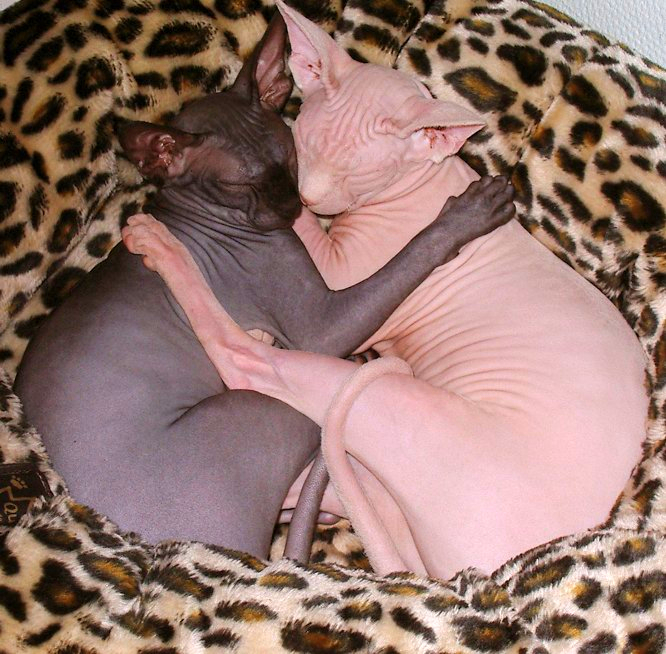 A black and tan pair of Sphynx cats are cuddled up together in a leopard looking blanket.