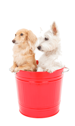 A tan colored Dachshund and a young West Highland Terrier are standing together in a rose colored metal bucket.