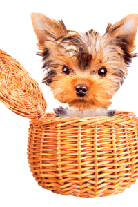 A tiny Yorkshire Terrier puppy popped its head out of a tan wicker basket.