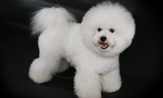 The Bichon Frise is one of the 10 best breeds of dogs for children.