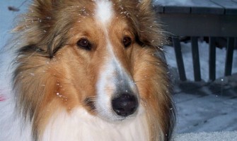 The Collie is one of America's 10 top breeds of dogs for children