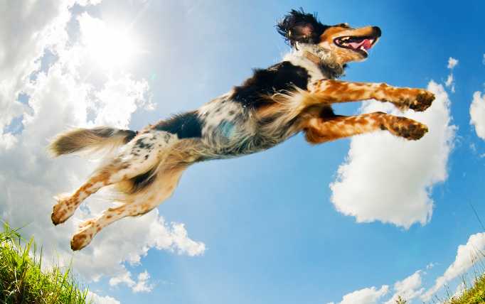 Dogs having fun is a big part of animal psychology and socialization.