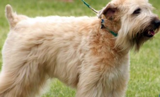 The soft coated Wheaten Terrier is also one of the 10 best breeds of dogs for children.