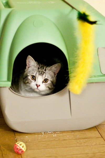 Cat litter box problems are very common and most cat owners will have to deal with it sooner or later.